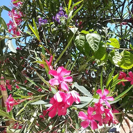 別荘 Casa Ritmo Do Mar